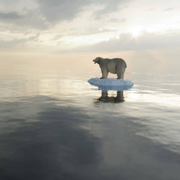 polar bear on ice floe melting iceberg and global 573596R 600x600 1