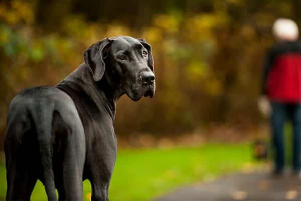 Great Dane looking back over his shoulder outdoors at the park in the fall.20191208230207209 600x400 1