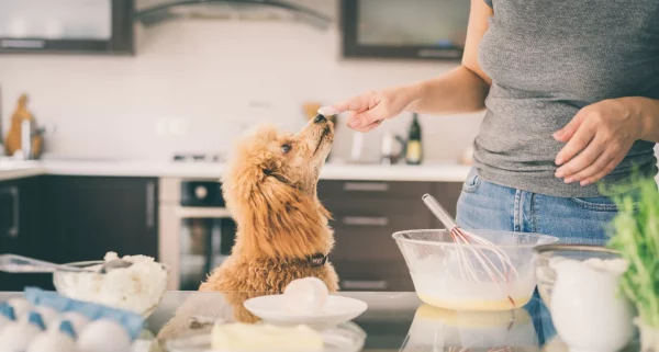 cooking for your dog 600x321 1
