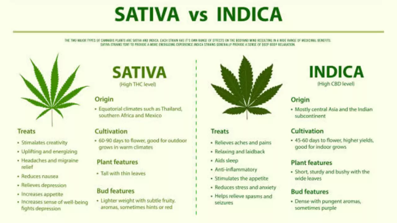 Sativa vs Indica Plant