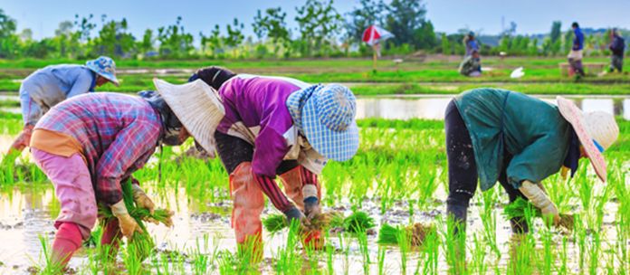 t 04 Thailand launches online farmers domestic and global market