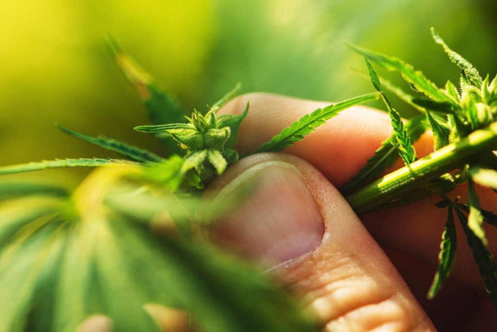 farmer is examining cannabis hemp male plant Z2VD65S