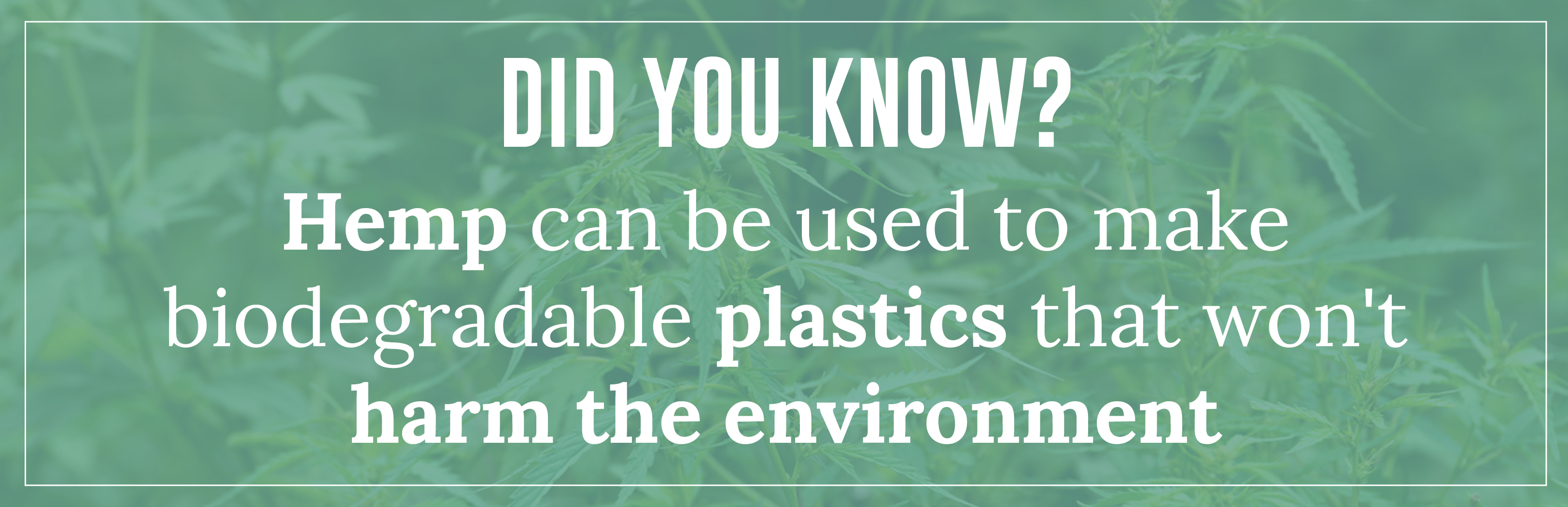 Hemp can be used to make biodegradable plastics that won't harm the environment