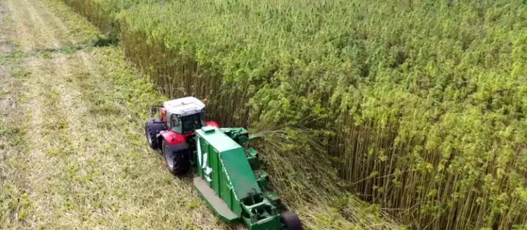 Tractor in the hemp field 768x336 1